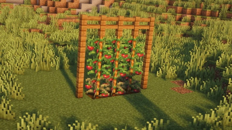 Tomato