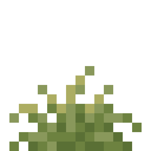 Sandy Shrub